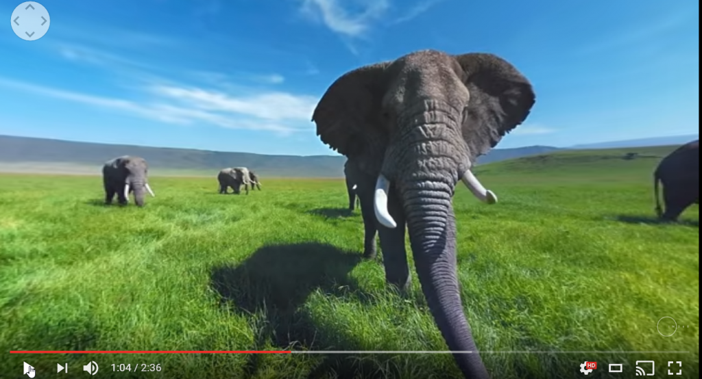 Casque VR : vidéo des éléphants dans la savane en 360°